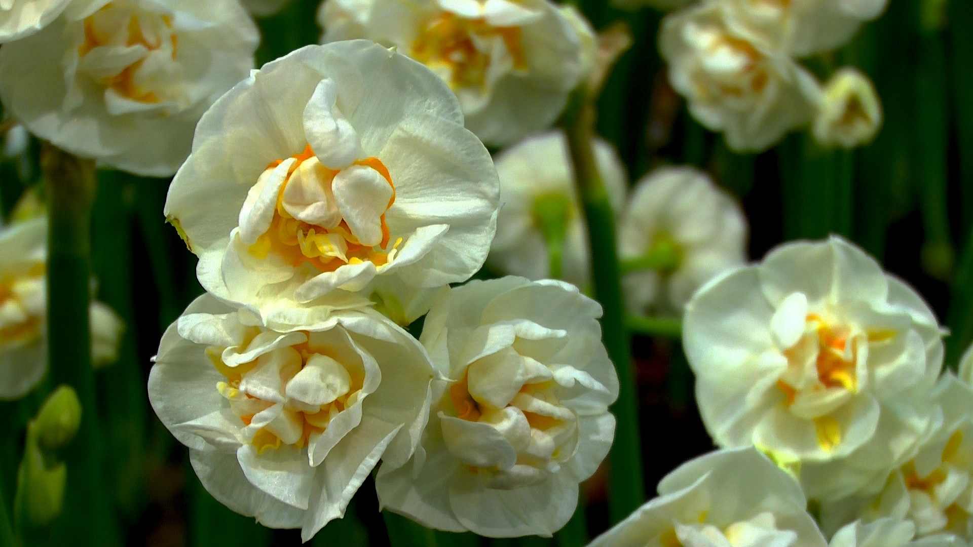 Narzisse (Narcissus) im Pflanzenlexikon >>