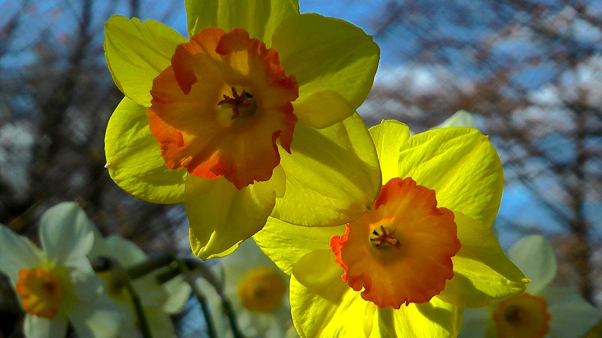 38+ Narzisse Topf Frühjahr Pflanze, Nach der blüte können sie im
