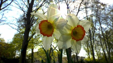 narzisse-bluete-park