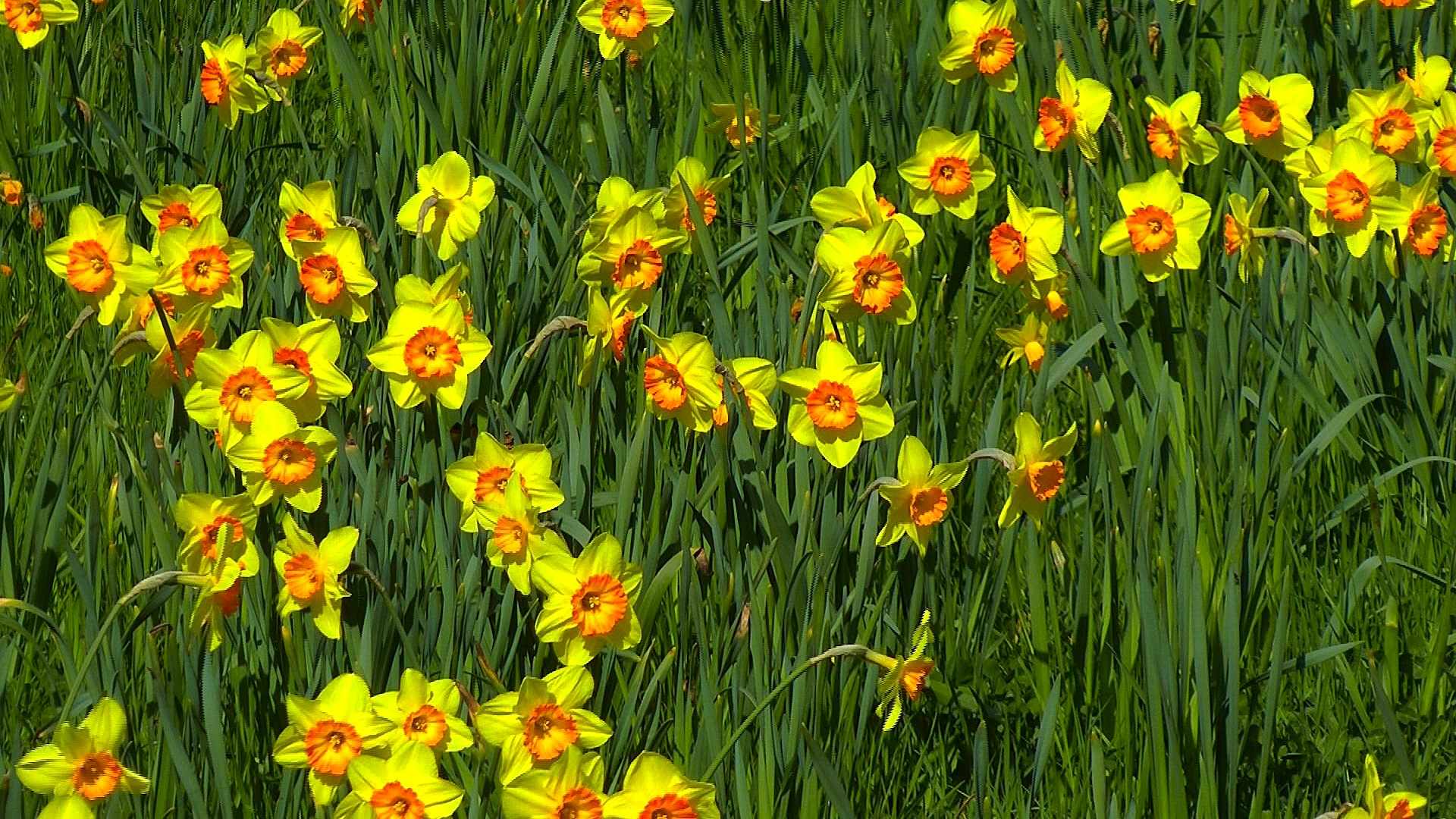 Narzisse (Narcissus) im Pflanzenlexikon >>