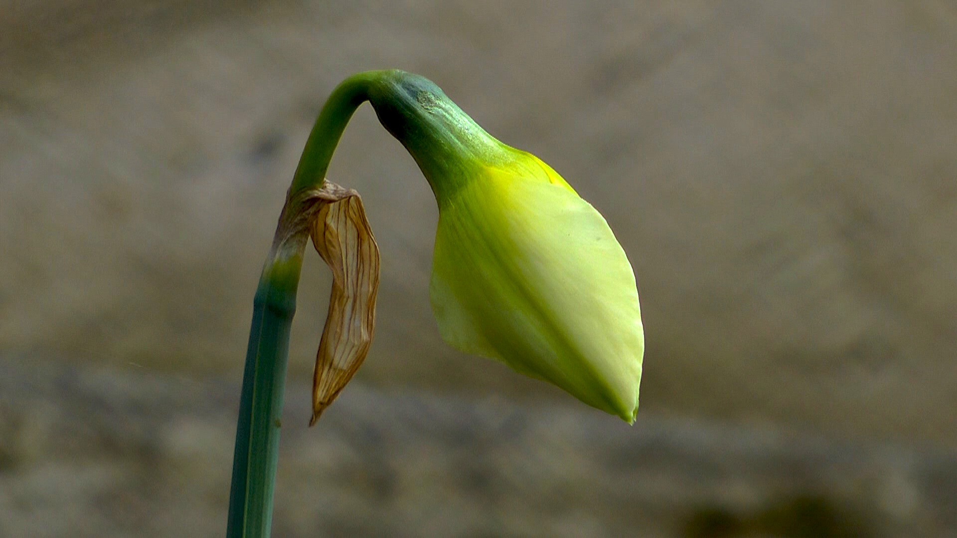 Narzisse (Narcissus) im Pflanzenlexikon >>