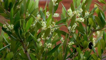 olive-blueten
