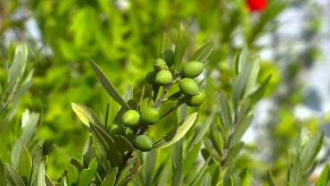 olive-fruchtbildung
