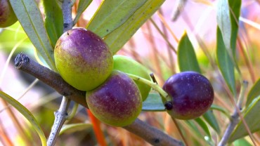 olive-fruchtfaerbung