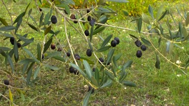 oliven-reif-schwarz
