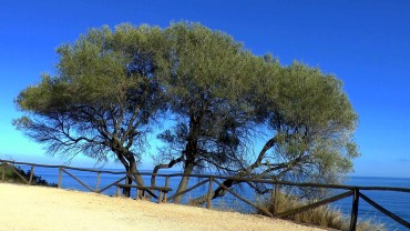 olivenbaum-meer