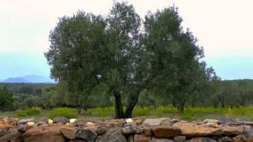 olivenbaum-standort