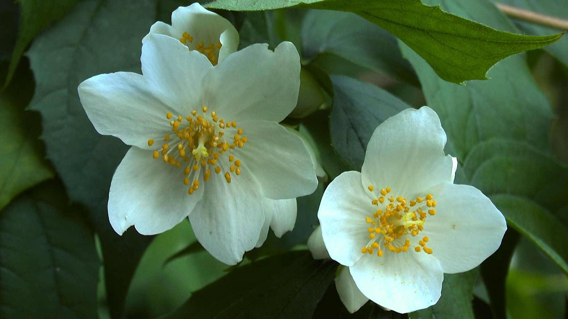 pfeifenstrauch-bluete