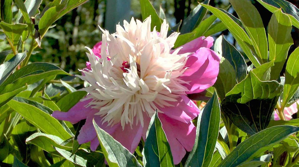 Pfingstrose (Paeonia) im Pflanzenlexikon >>