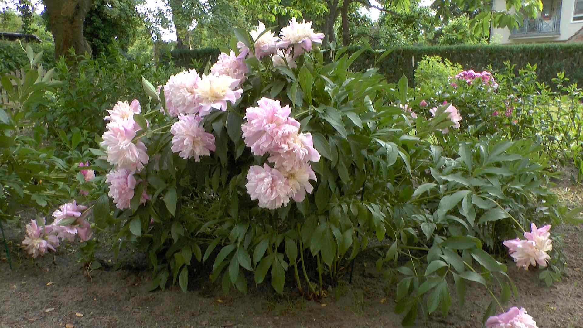 Pfingstrose (Paeonia) im Pflanzenlexikon >>