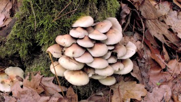 pilz-baumstumpf