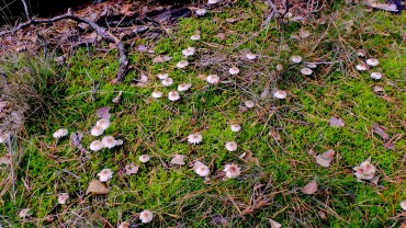 pilz-waldboden