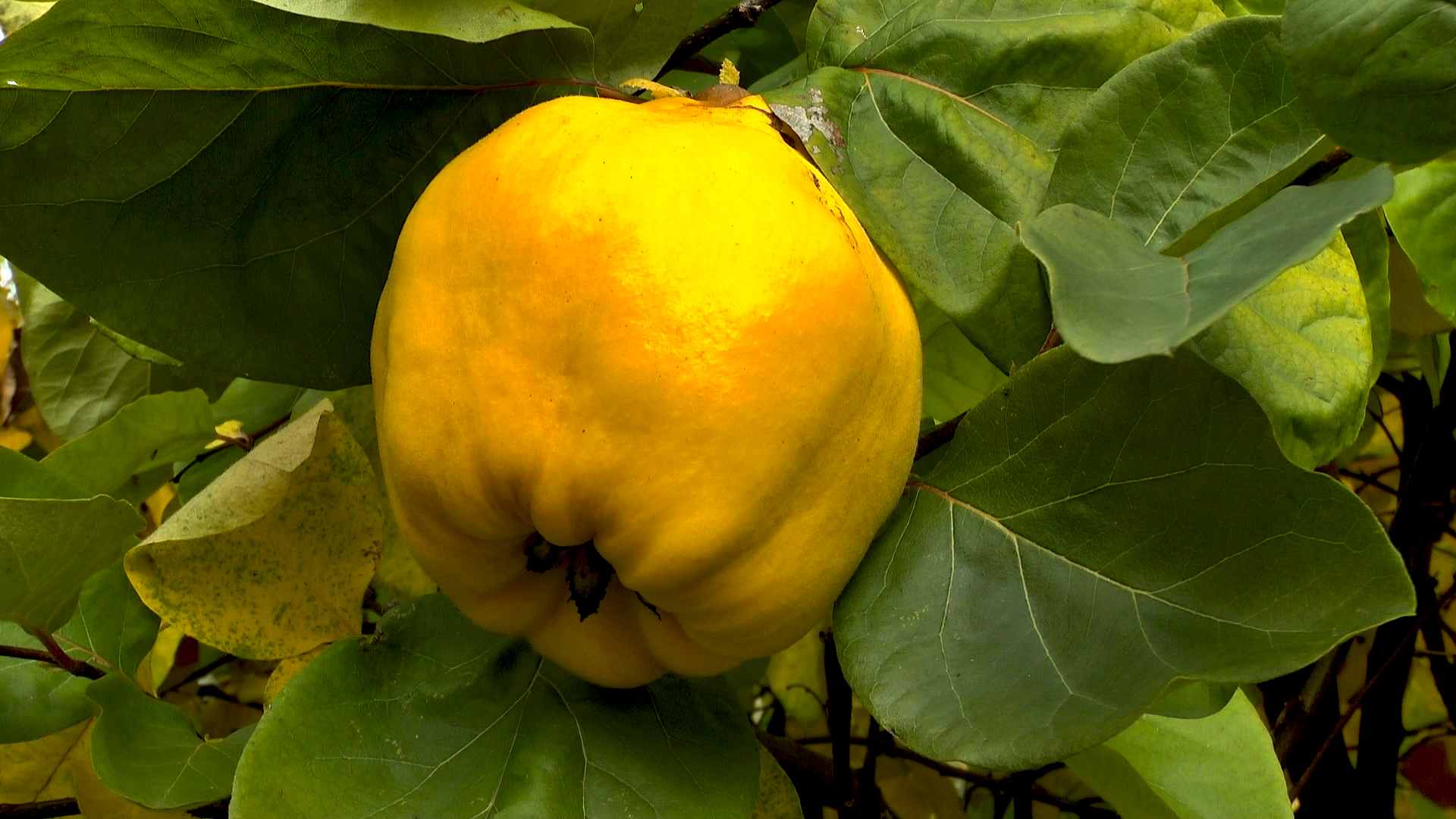 Quitte (Cydonia oblonga) - im Pflanzenlexikon &raquo; GartenNatur.com