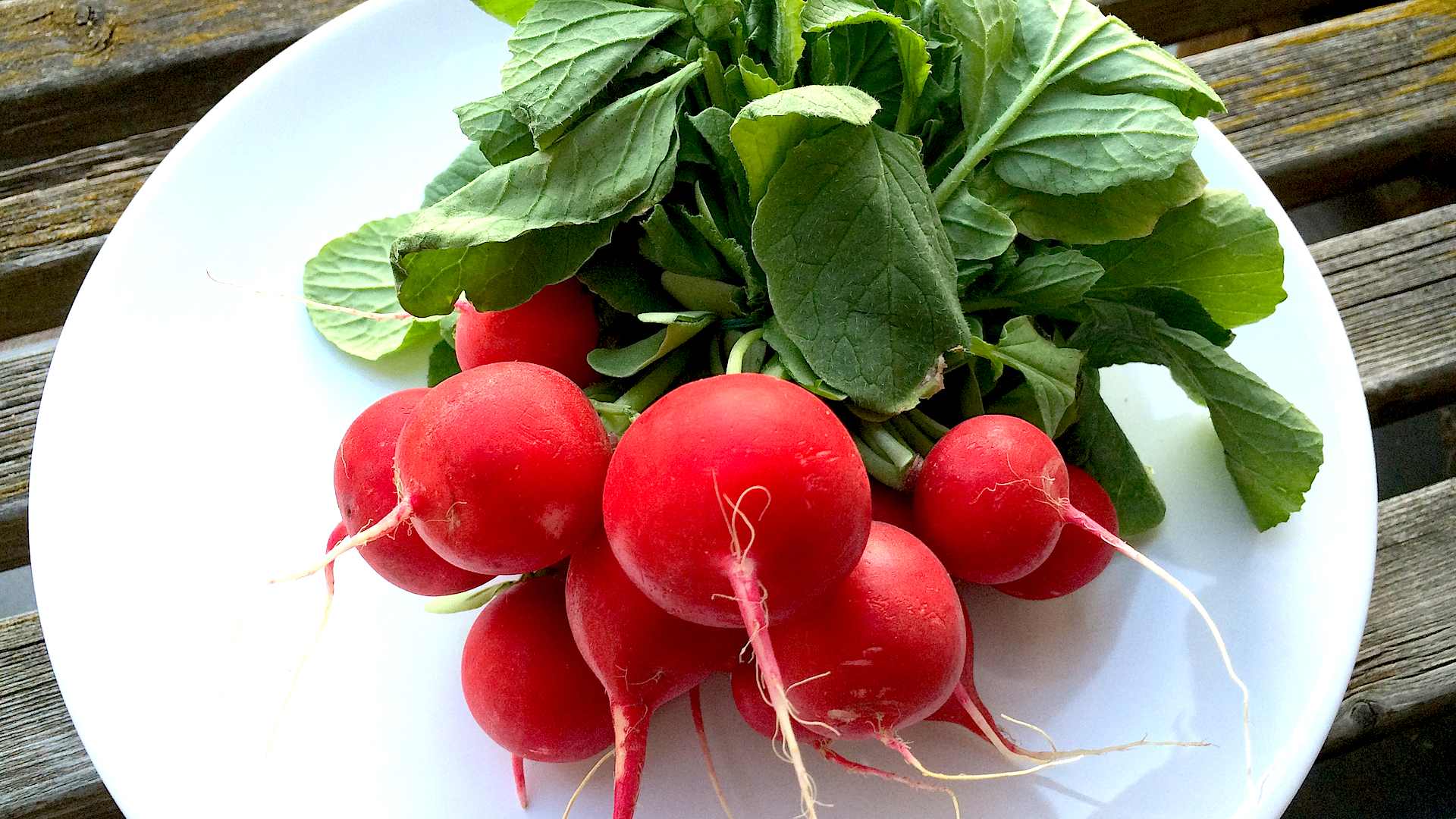Radieschen - im Pflanzenlexikon >> GartenNatur.com
