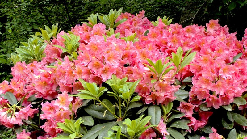 rhododendron-hybride-dolcemente-inkarho