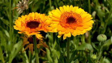 ringelblume-calendula-bluete-gefuellt