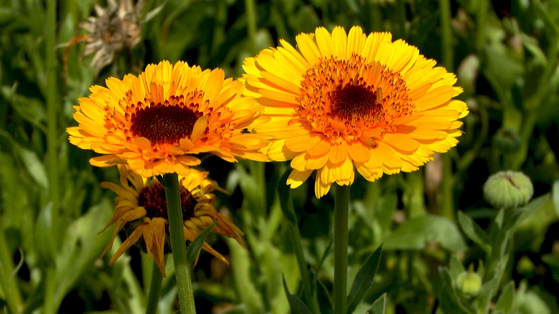 Ringelblume Gitana-Mischung Saatgut – Einjährig, Bunte Blüten Gelb Bis Orange – Calendula Officinalis Für Garten & Balkon