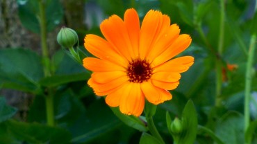 ringelblume-calendula-bluete-orange