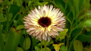 ringelblume-calendula-bluete-weissbraun