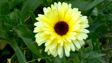 ringelblume-calendula-bluete-weissgelb