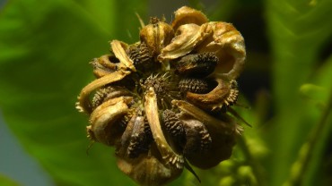 ringelblume-calendula-frucht