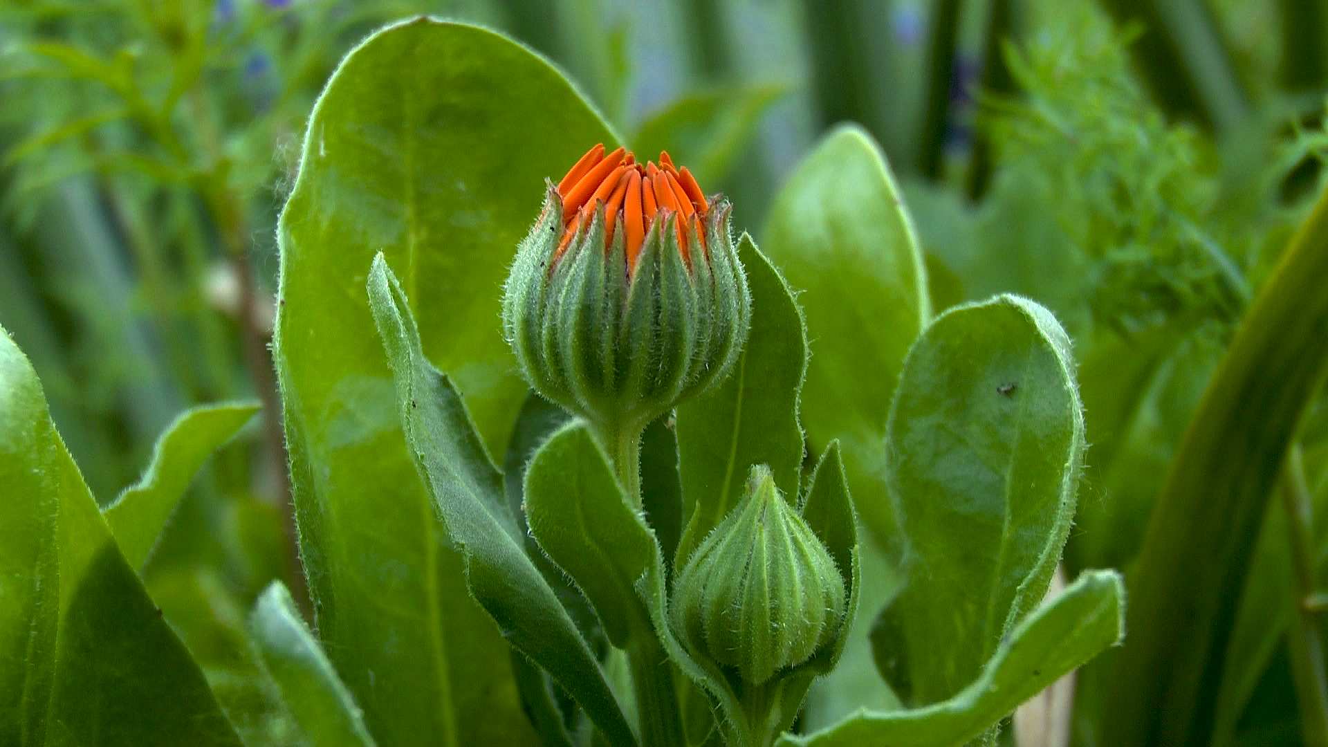 Ringelblume (Calendula) - im Pflanzenlexikon >> GartenNatur.com