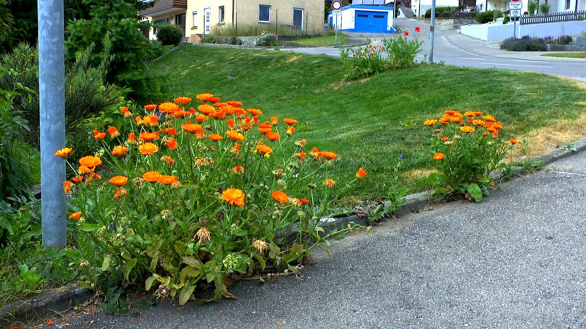 Ringelblume (Calendula) im Pflanzenlexikon >>