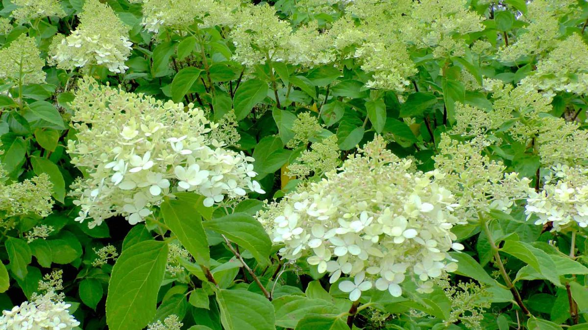 rispenhortensie-bluete