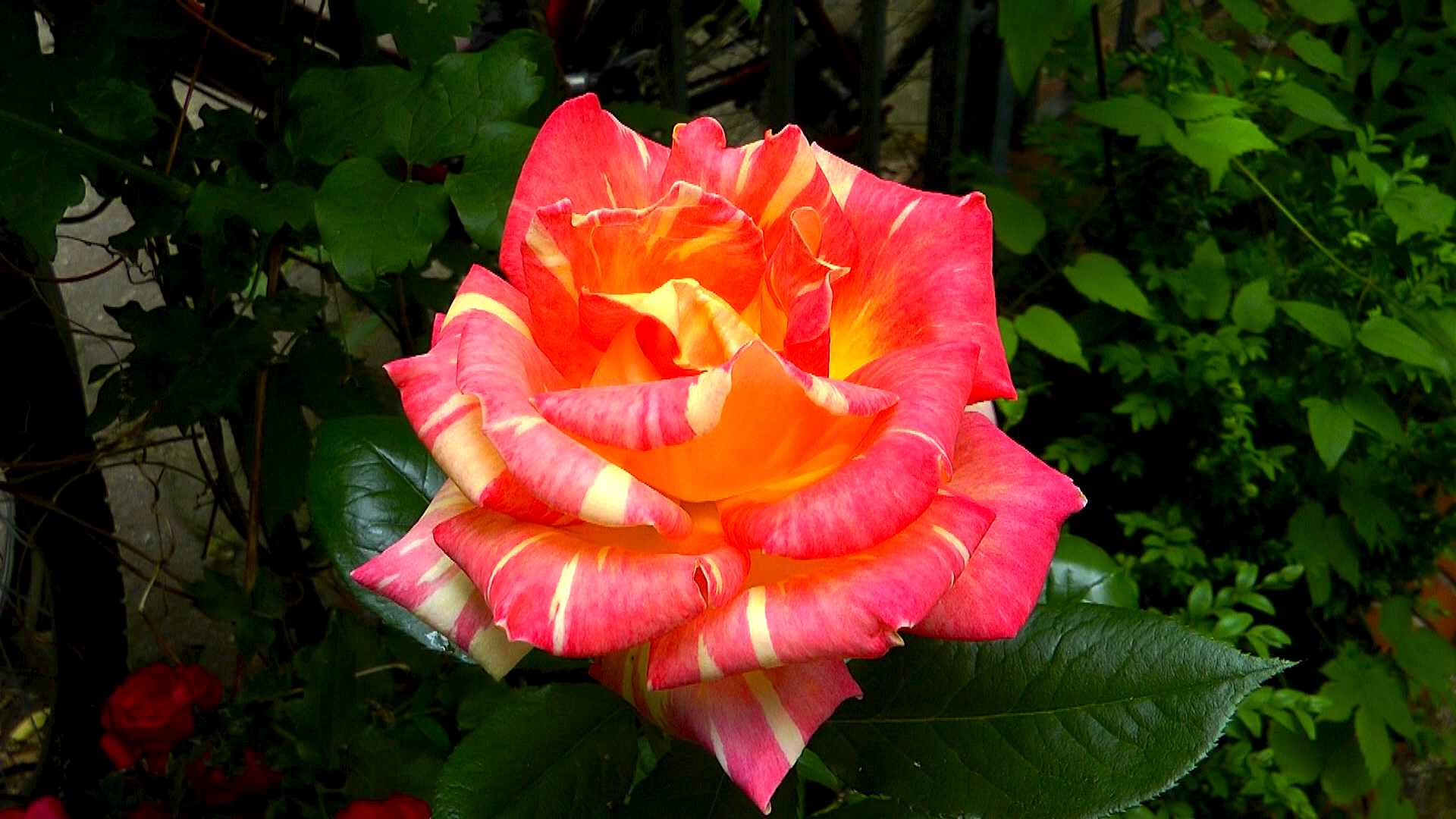 rose-bluete-gelbrot