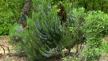 rosmarin-strauch-garten