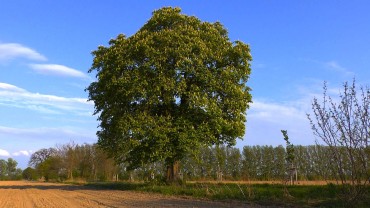 rosskastanie-baum-land