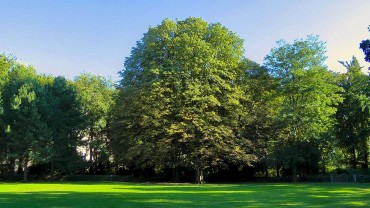 rosskastanie-baum-park