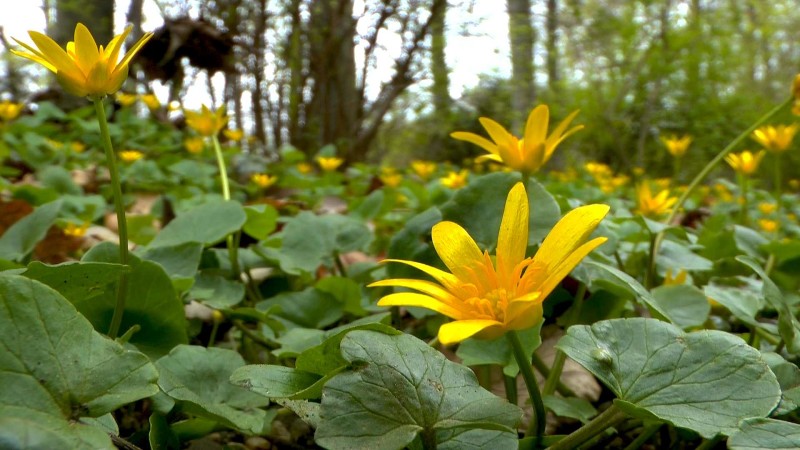 scharbockskraut-wald