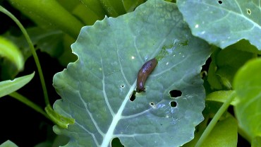 schnecke-frisst-kohl