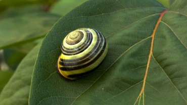 schneckengehaeuse