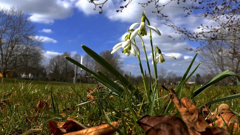 schneegloeckchen-bluete-wiese