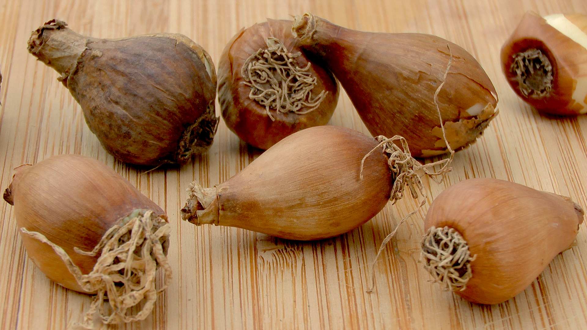 Schneeglöckchen GartenNatur