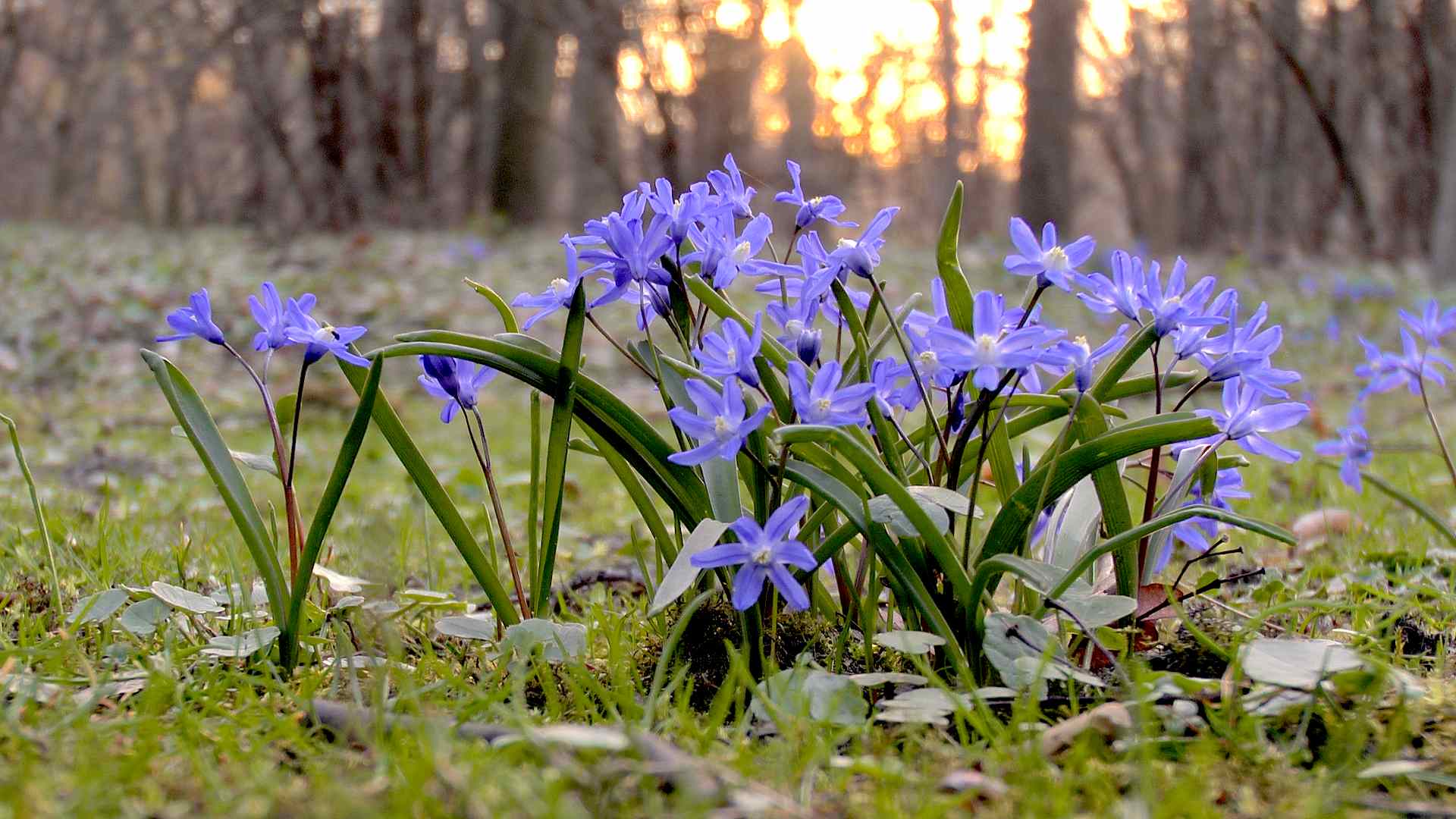 Was blüht im Winter? >>