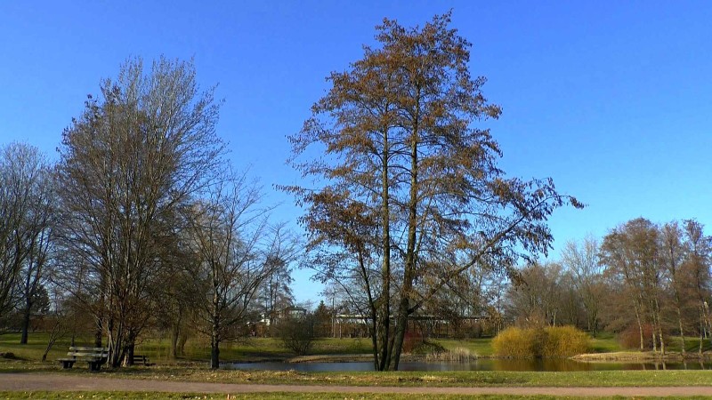 schwarzerle-bluete-baum