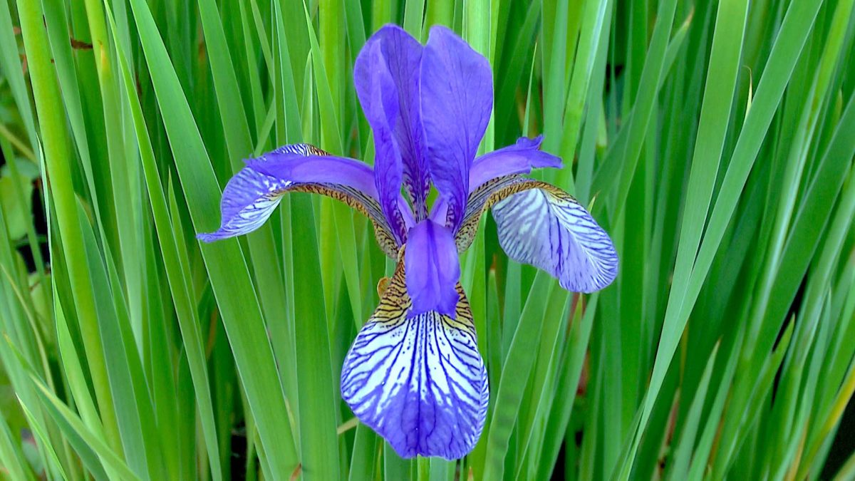 sibirische-schwertlilie-bluete