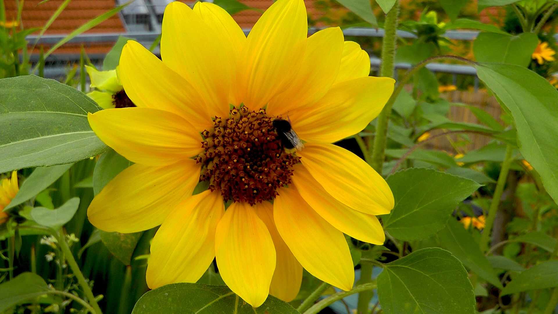 Sonnenblume (Helianthus annuus) im Pflanzenlexikon >>