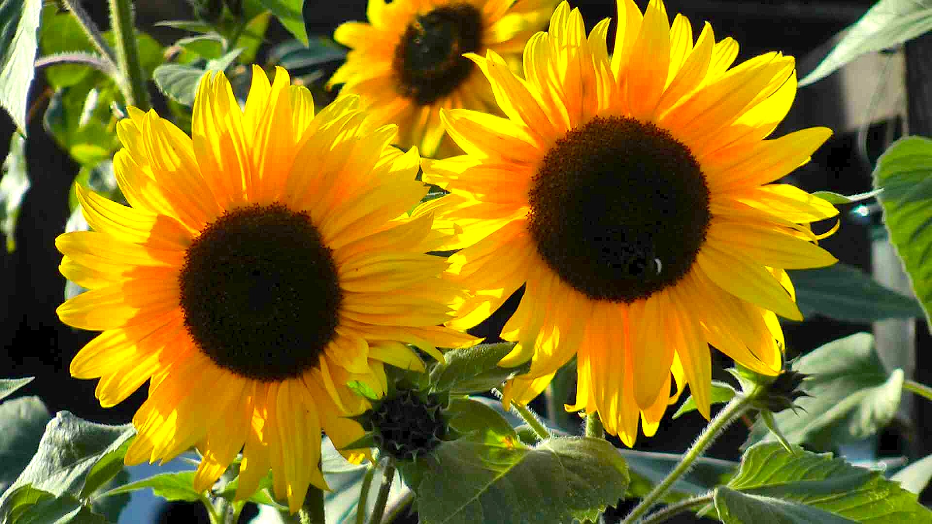 Sonnenblume (Helianthus annuus) - im Pflanzenlexikon &amp;gt;&amp;gt; GartenNatur.com