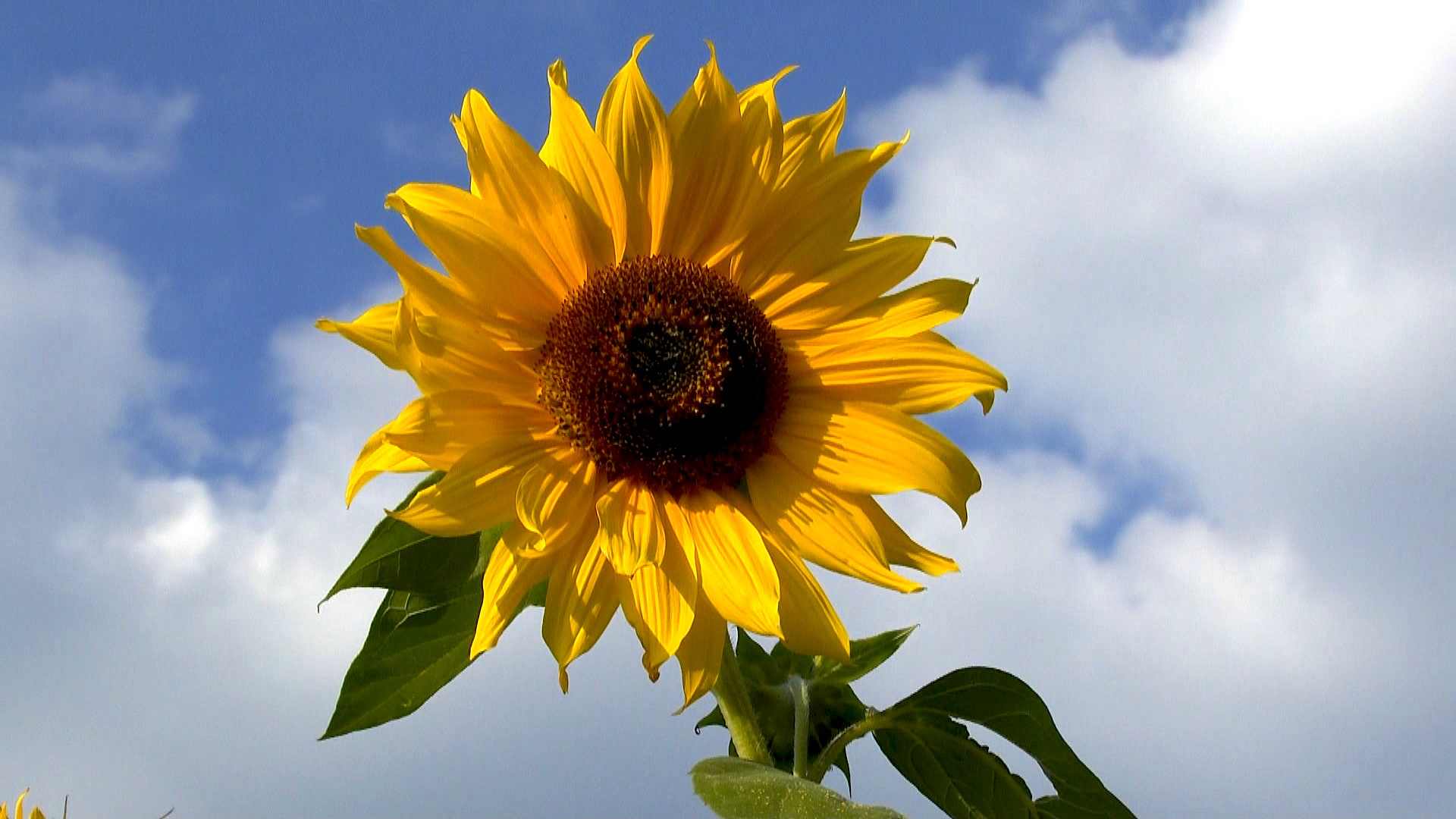 Bild einer Sonnenblume: Unveiling the Essence of a Timeless Masterpiece