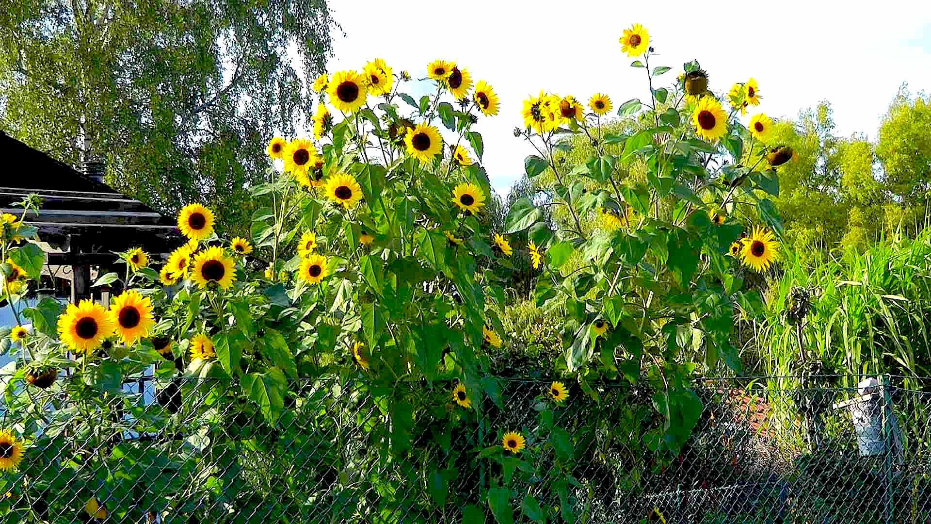 Sonnenblume (Helianthus annuus) im Pflanzenlexikon >>