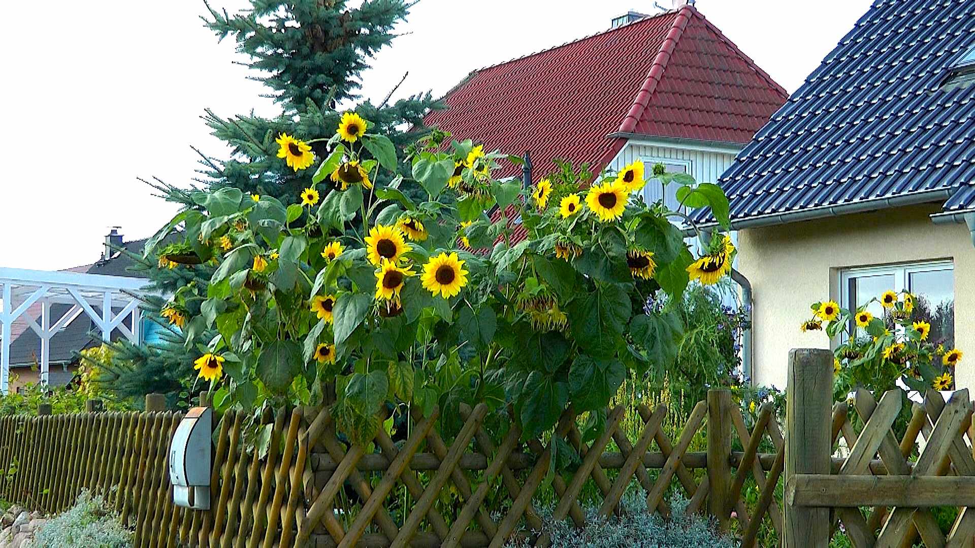 Sonnenblume (Helianthus annuus) im Pflanzenlexikon