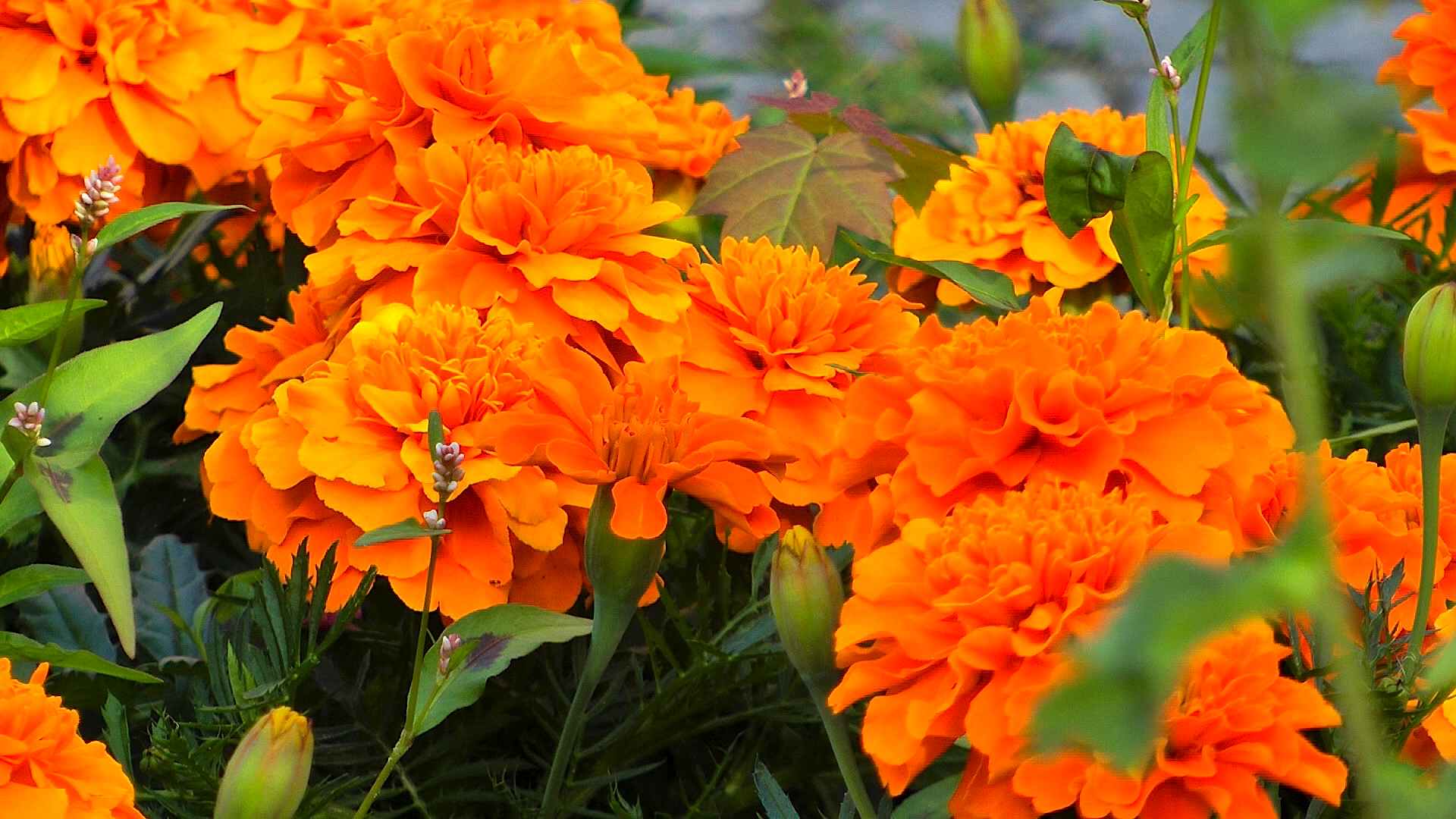 tagetes-blueten-gefuellt