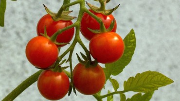 tomate-frucht-an-rispe