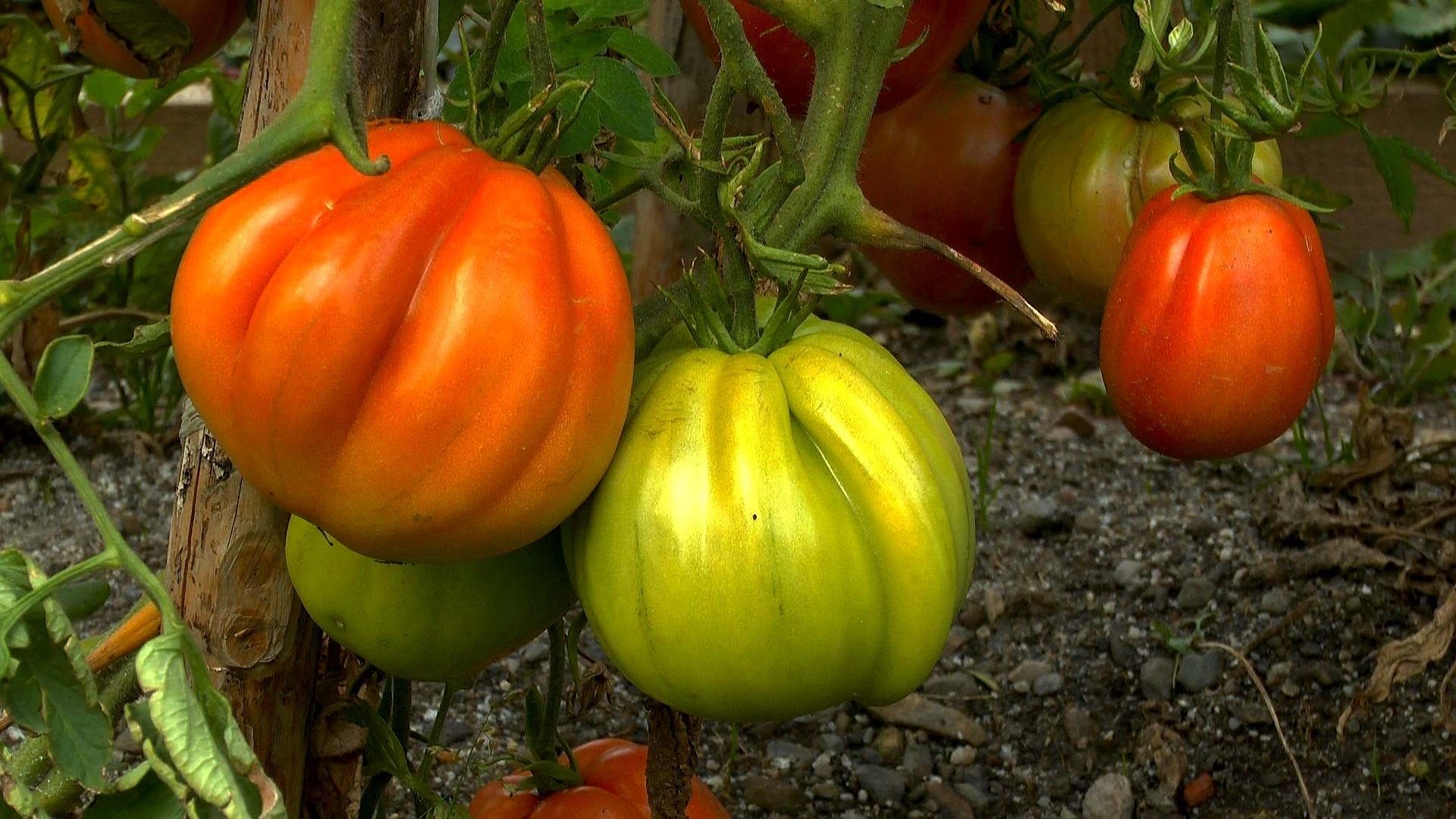 Tomate (Solanum lycopersicum) im Pflanzenlexikon >>