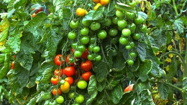 tomate-garten-reift