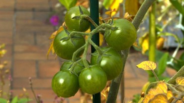 tomate-rispe
